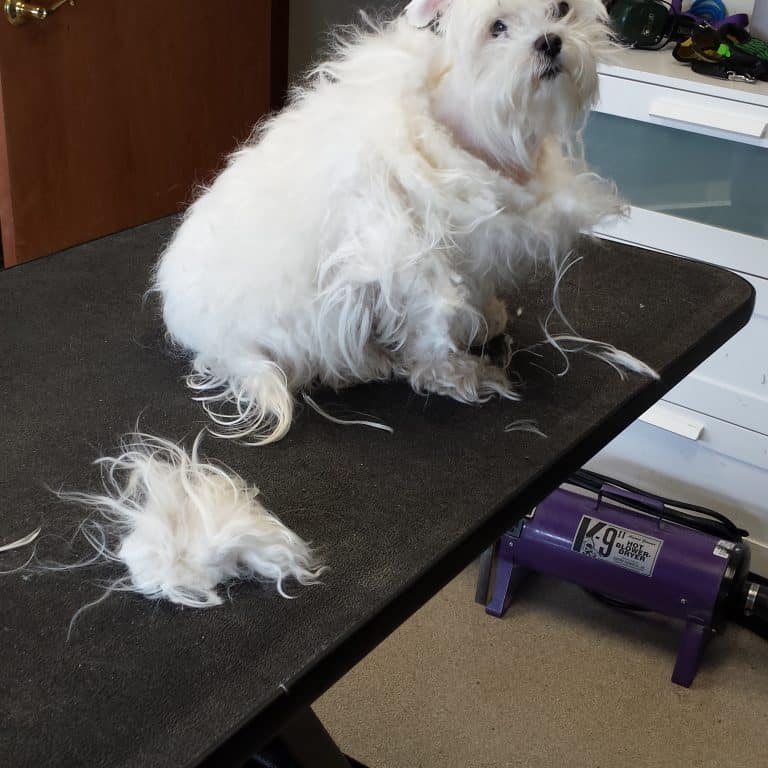 best pet groomer in lake county, dog bath in fox lake, dog nail trimming in lake county