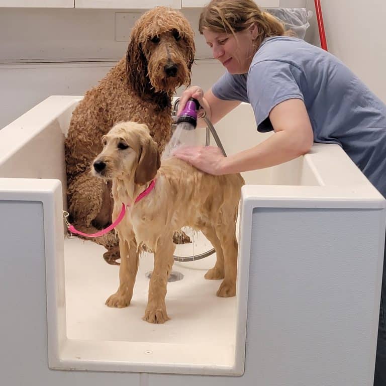 pet grooming in fox lake, pet spa in lake county, nail trimming for dogs in lake county