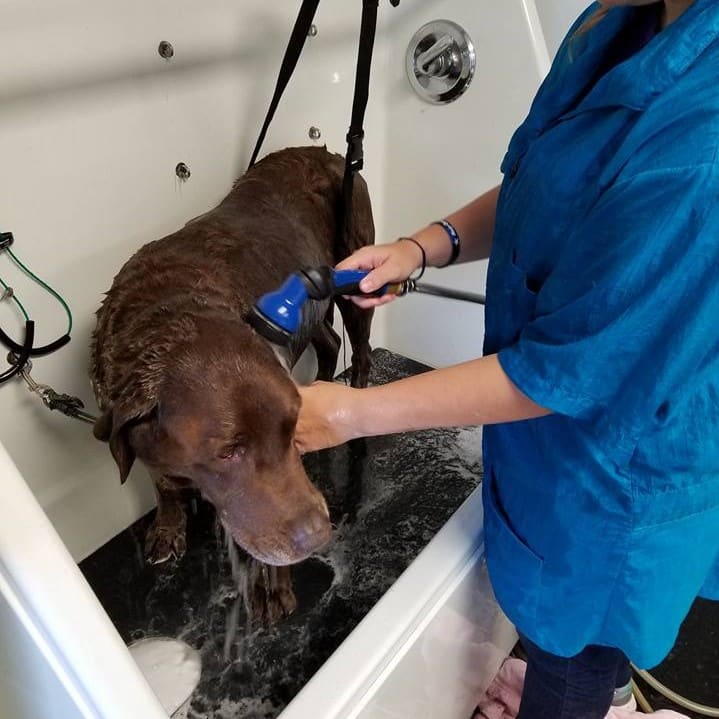 dog grooming in lake county, cat bath in fox lake, dog bath in lake county