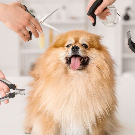 pet grooming in richmond il, cat grooming in richmond il, dog grooming in richmond il