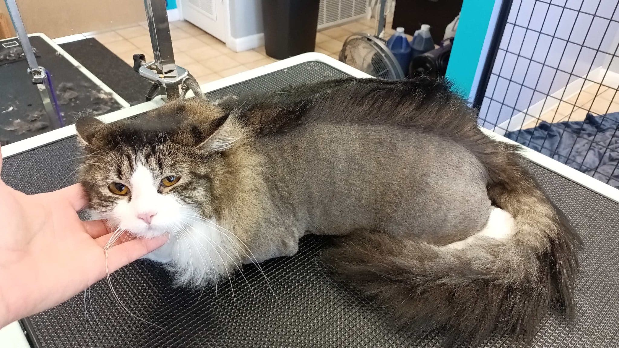 Cat Grooming in Spring Grove, cat grooming near Spring Grove, Spring Grove cat grooming