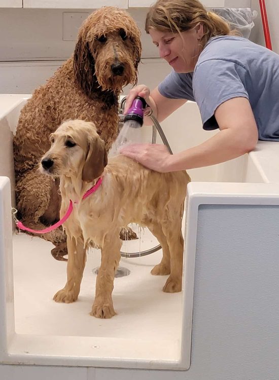 dog grooming in Fox Lake, dog grooming Lake County, dog grooming McHenry County