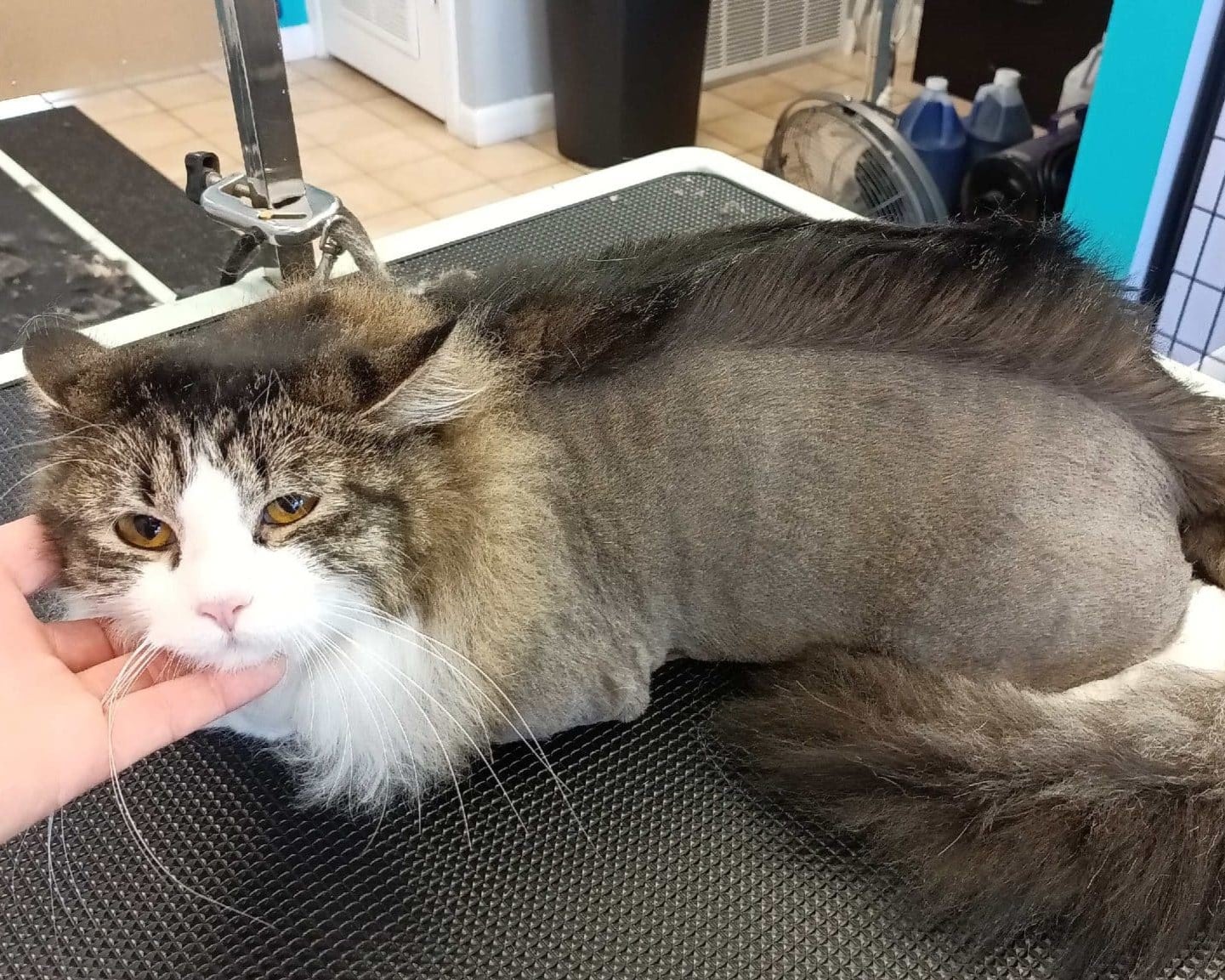 Kitty Grooming in Fox Lake Kitty Grooming in Fox Lake, cat grooming in Lake County IL, cat bath in McHenry County