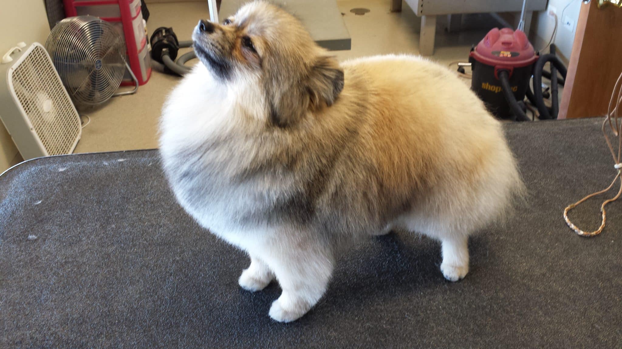 pet grooming in Fox Lake pet grooming in Fox Lake, dog grooming services Lake County, pet groomer McHenry County